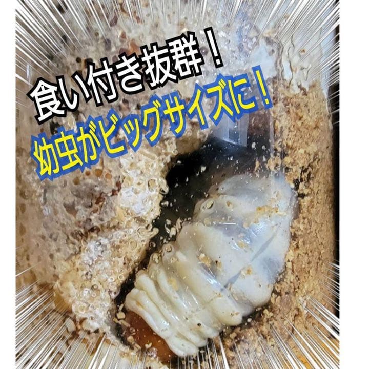 極上！ヒマラヤひらたけ菌糸ブロック【7個】初菌のみ使用！国産オオクワ85ミリ実績