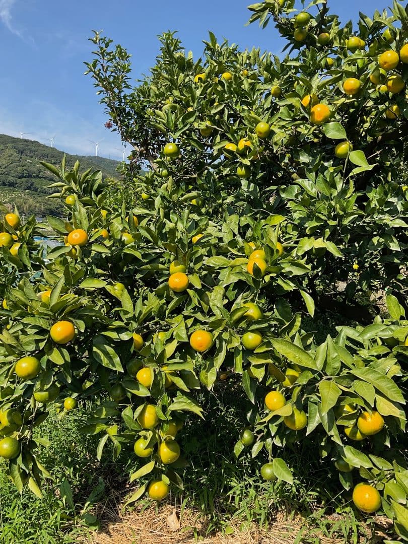 ※saki　和歌山県由良町　ゆら早生　秀品10kg
