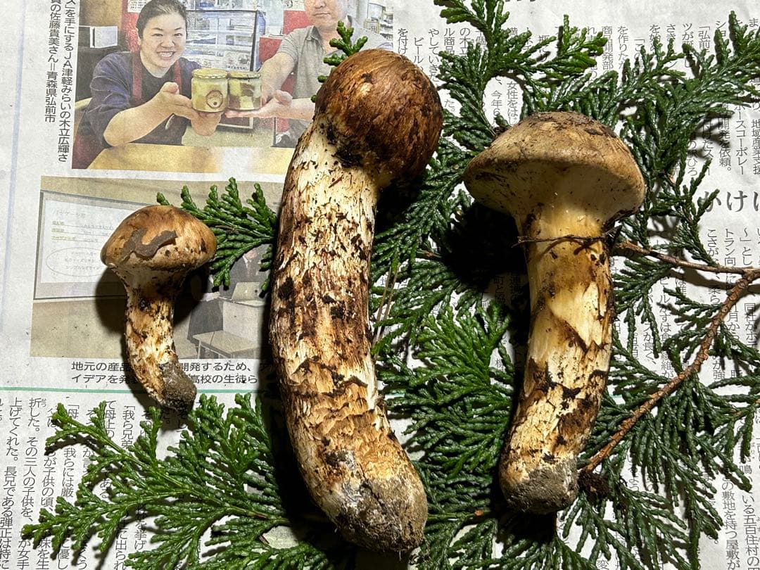 ☆信州産松茸☆今現在約150グラム☆まつたけ☆クール便送料込み☆国産松茸☆