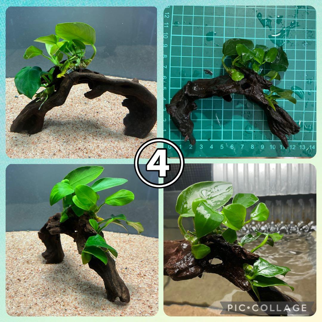 【速達】ジャイアント南米モス活着 アヌビアスボンサイ付き流木15cm