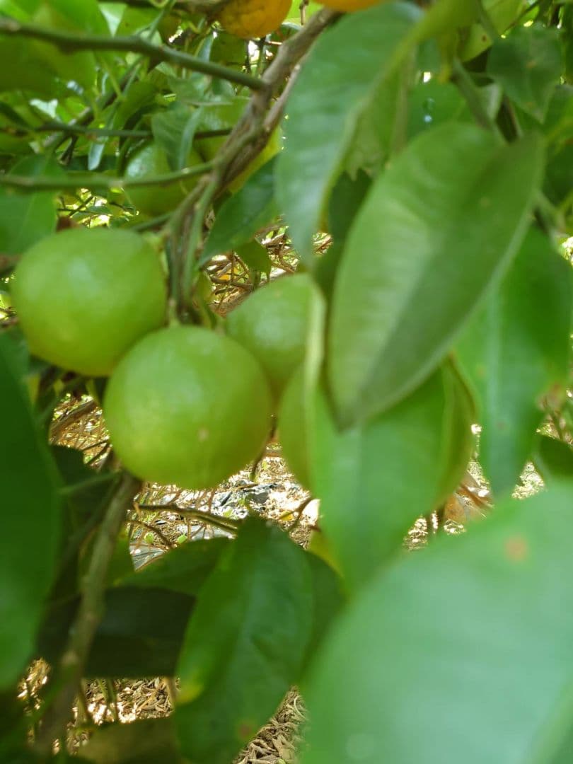 有機栽培 国産ベルガモット果実 黄緑色 ３キロ 送料無料