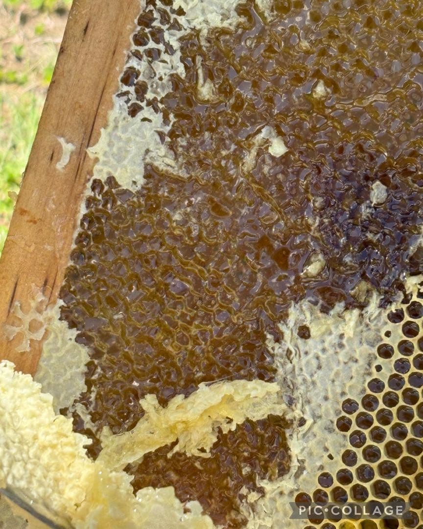 国産 長野県長野市 非加熱はちみつ 1200g 2本 ②