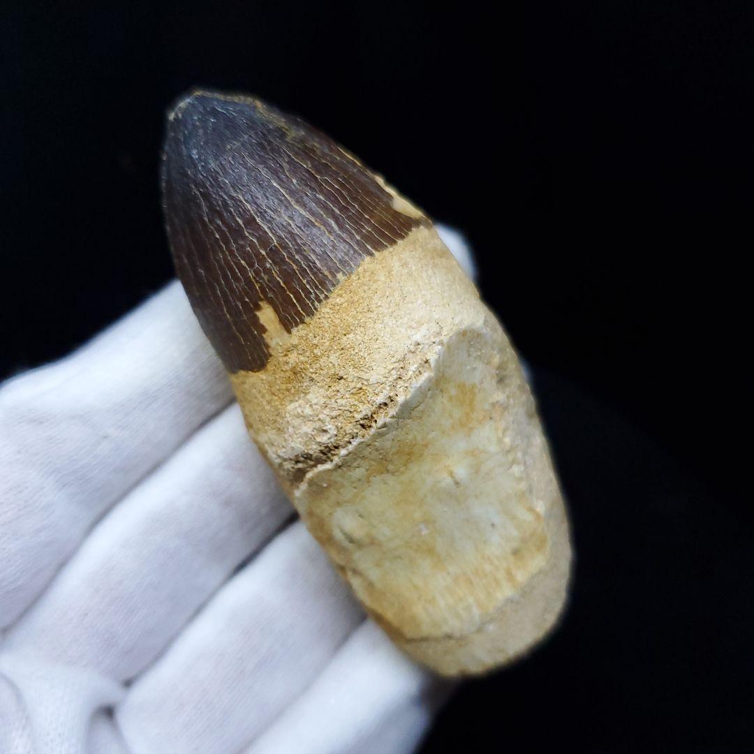 美品 歯根付き モササウルス 化石 歯 本物 70.46mm mos65