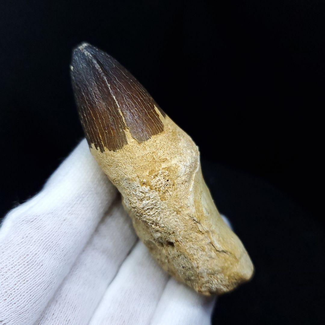 美品 歯根付き モササウルス 化石 歯 本物 70.46mm mos65