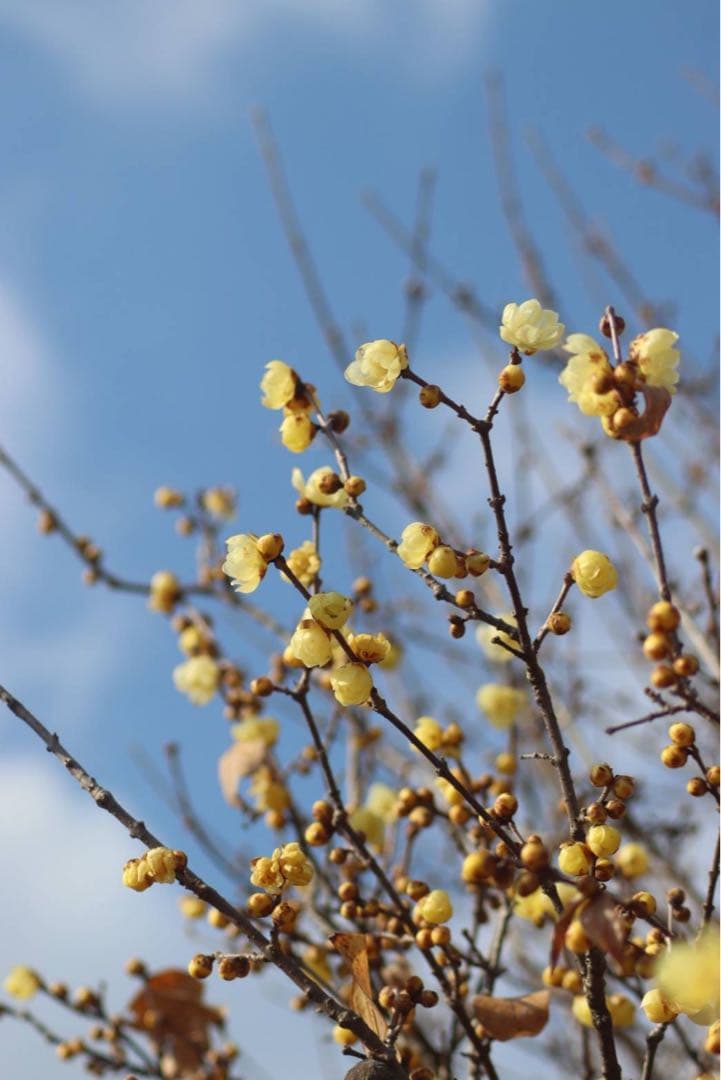 TaylorMade 300 Mini D 11° ヘッドカバー付