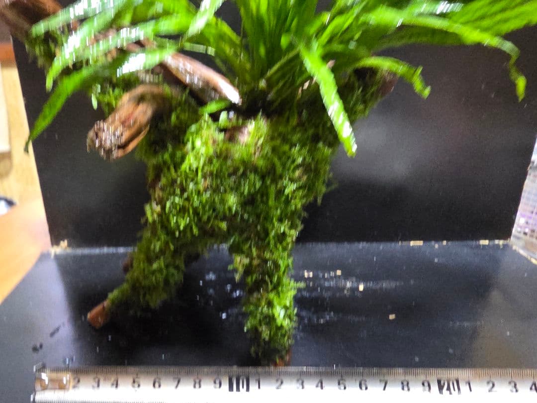 ブランチウッド大好サイズ ナロー