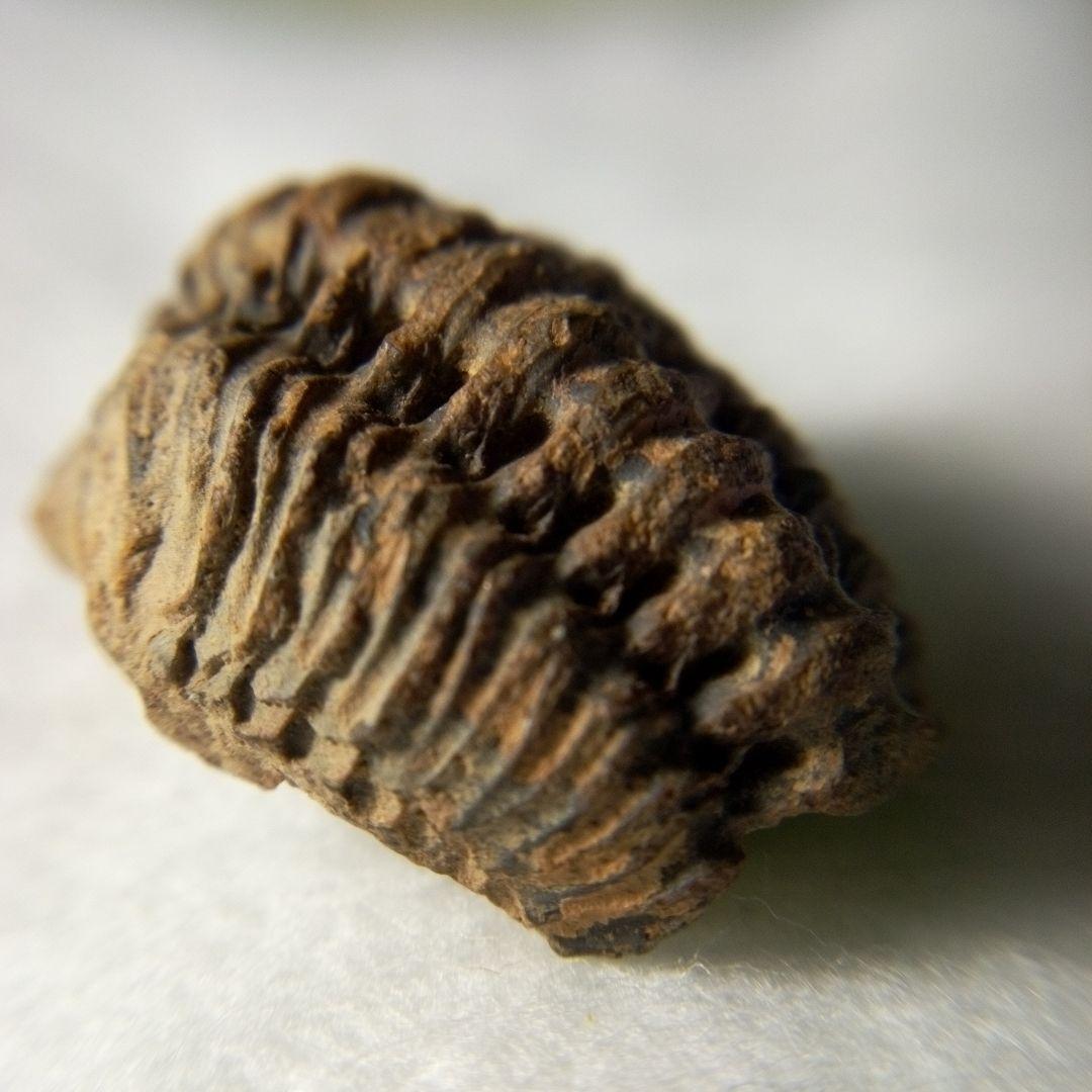 三葉虫　化石　三葉虫化石　究極のレトロ　小さい化石　fossil　化石管理番号①