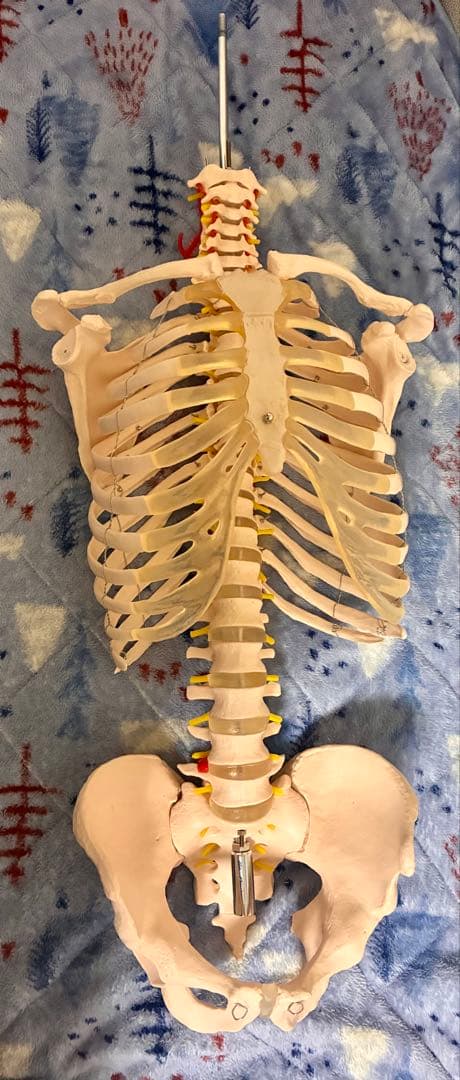 等身大 人体模型 全身骨格 ガイコツ