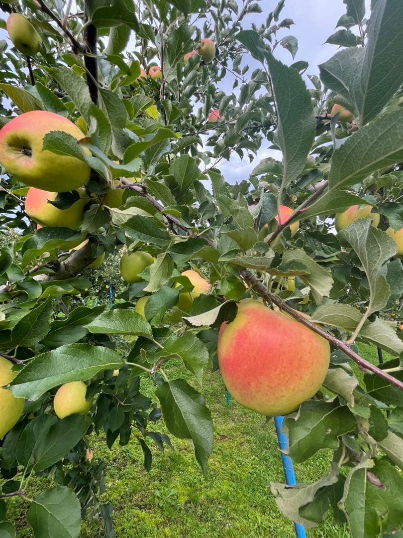 クーちゃんページ✨10kg