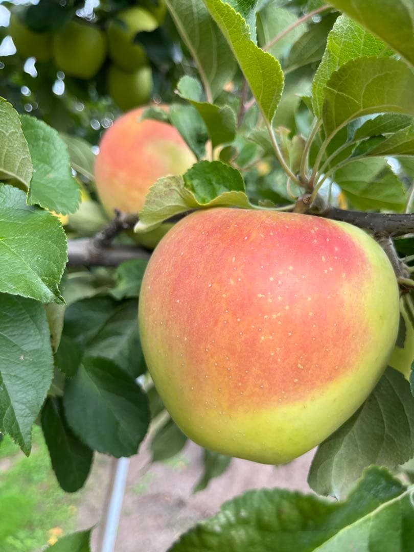 クーちゃんページ✨10kg