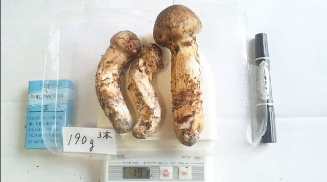 山形県産 松茸 国産 マツタケ まつたけ 松茸専門販売採取その11