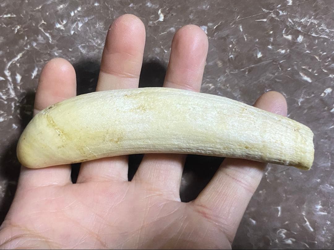 希少 マッコウクジラ 歯 89g