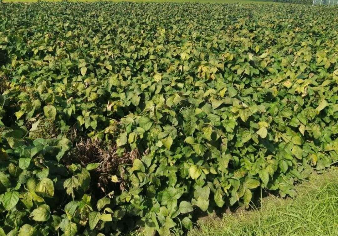 丹波篠山　黒枝豆　黒豆　枝豆　さやのみ　9キロ　丹波