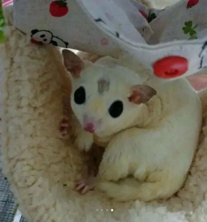 モモンガハウス(足跡柄・ピンク)  春(冬)秋仕様  1750円