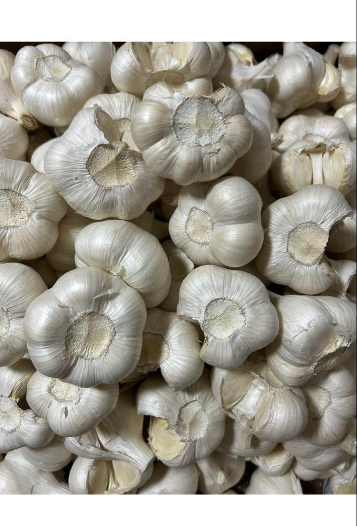 訳ありにんにく4キロ 青森にんにくLサイズ ホワイト六片種にんにく　国産にんにく