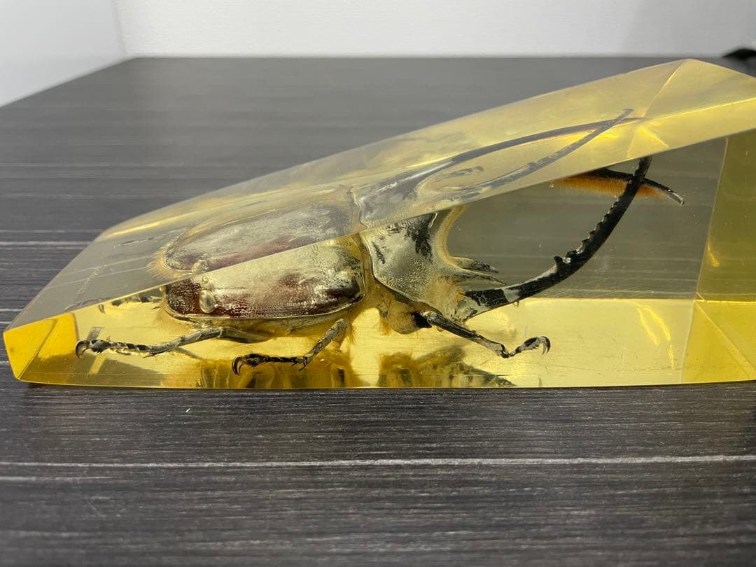 ネプチューンオオカブト　樹脂標本