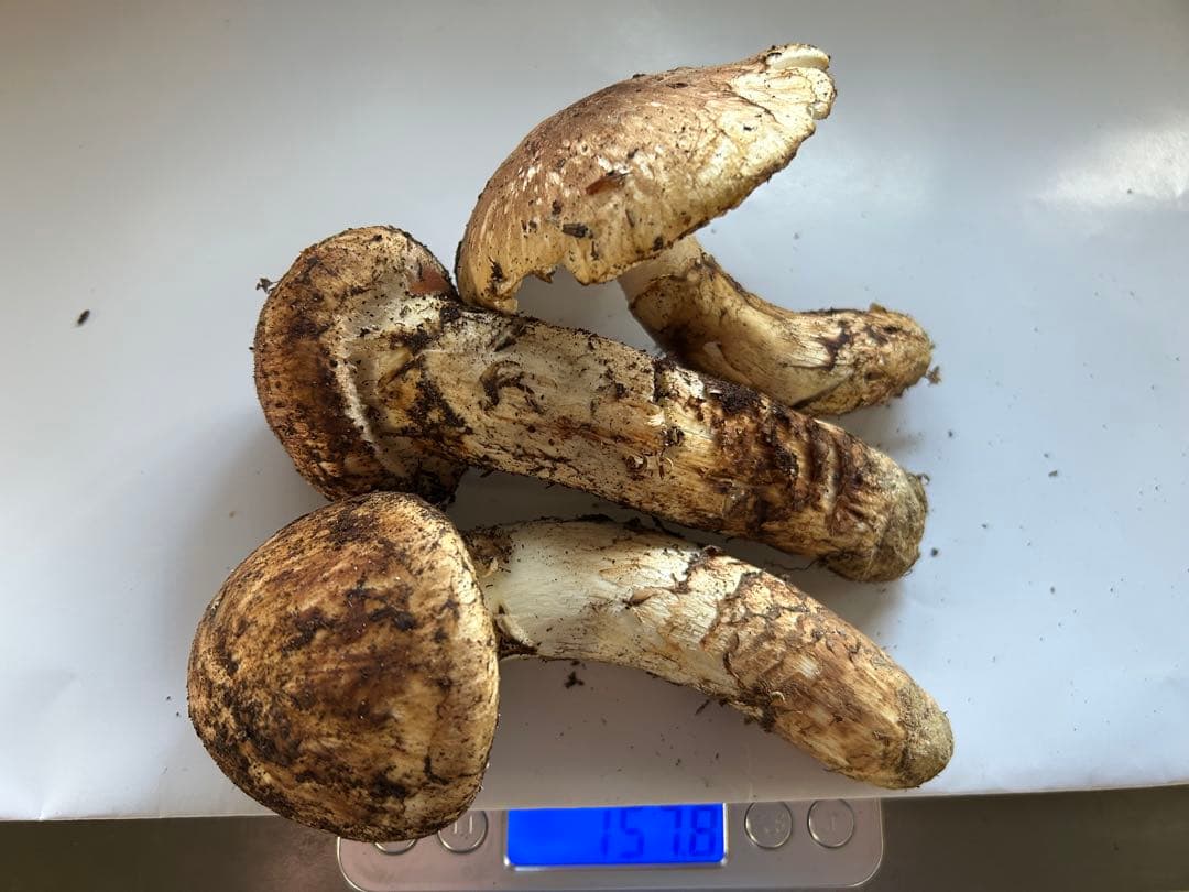 え*ん様 えぐちゃん様 国産松茸　和歌山県高野山産天然松茸3本　約157g