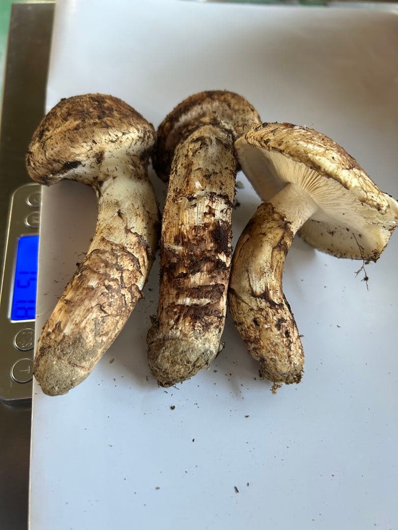 え*ん様 えぐちゃん様 国産松茸　和歌山県高野山産天然松茸3本　約157g