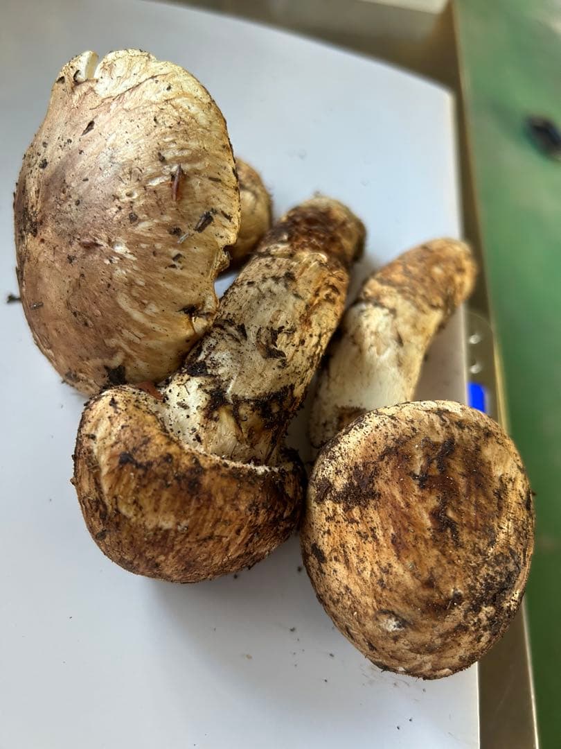 え*ん様 えぐちゃん様 国産松茸　和歌山県高野山産天然松茸3本　約157g