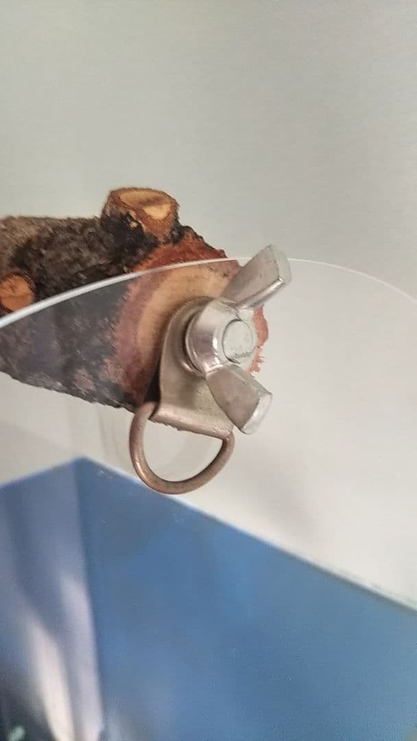 アクリル製キャリーケース L　大型インコ、オウム　バードモア