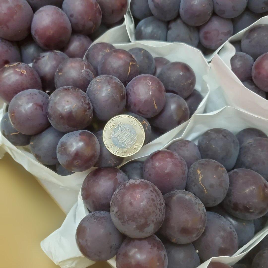 5️⃣ 山梨県産 巨峰 １０房入り 箱込み5.7キロ