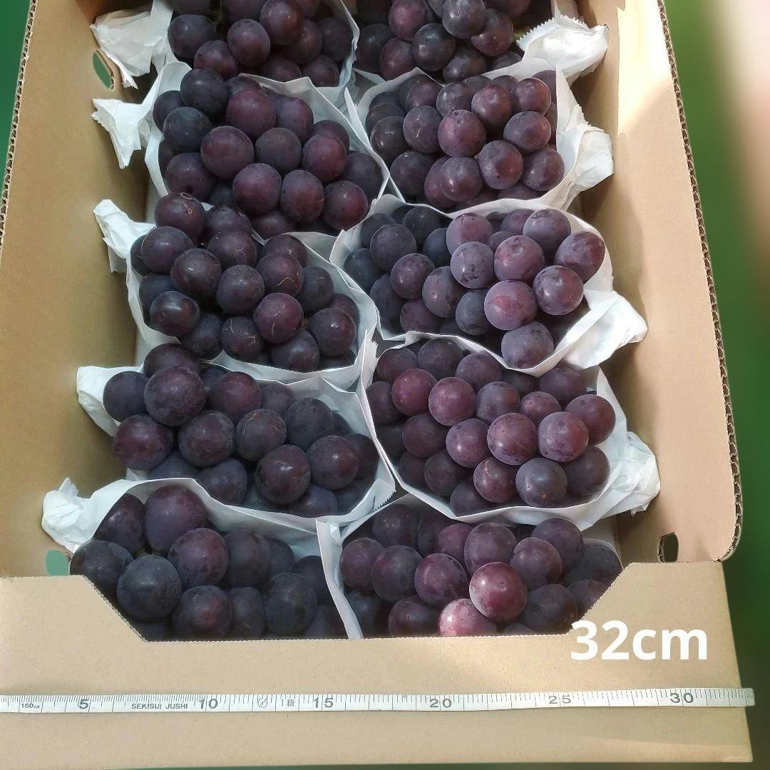 5️⃣ 山梨県産 巨峰 １０房入り 箱込み5.7キロ