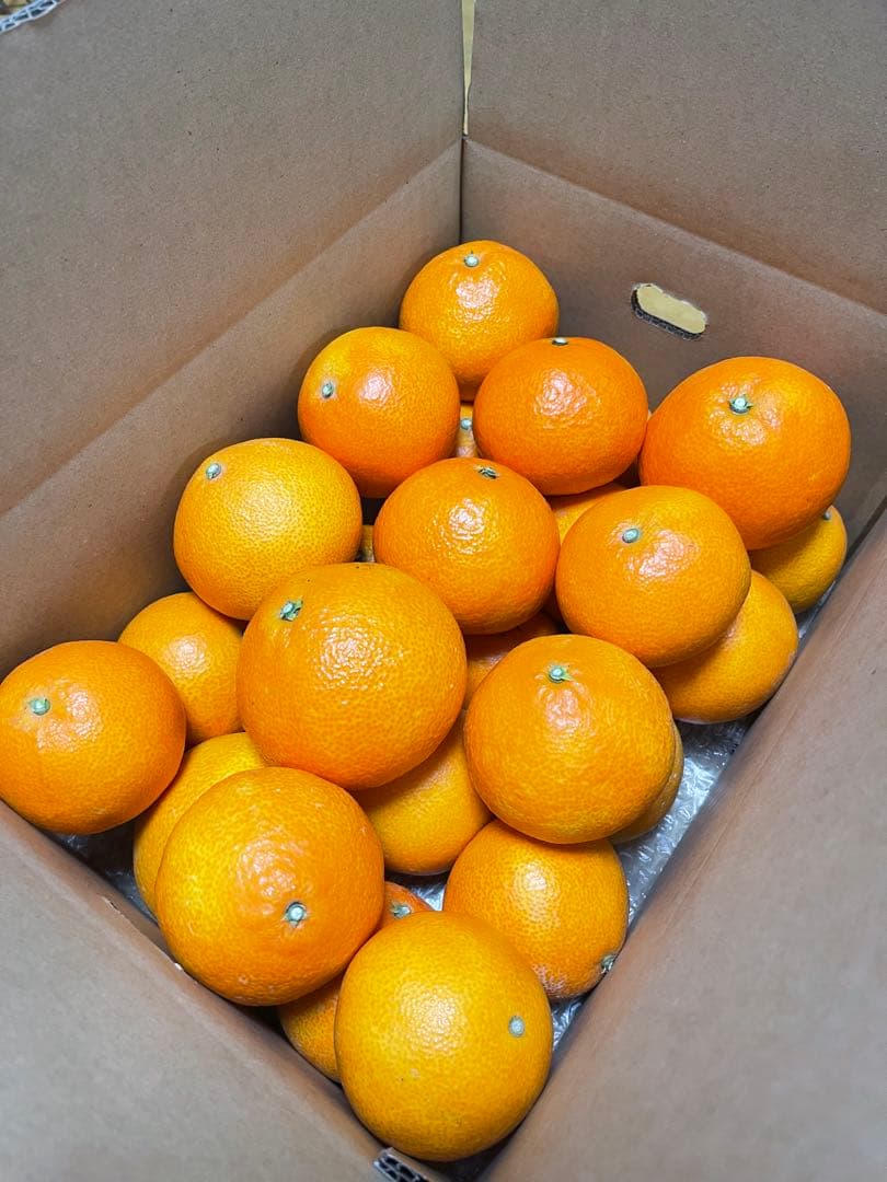 紅まどんな(5kgx3箱)・家庭用