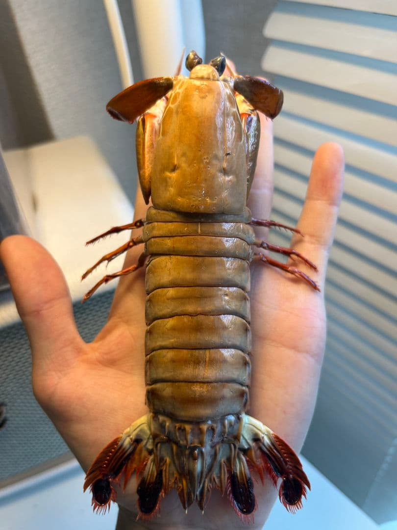 モンハナシャコ 蟹カニガニ甲殻類エビ蝦蛄タランチュラ標本