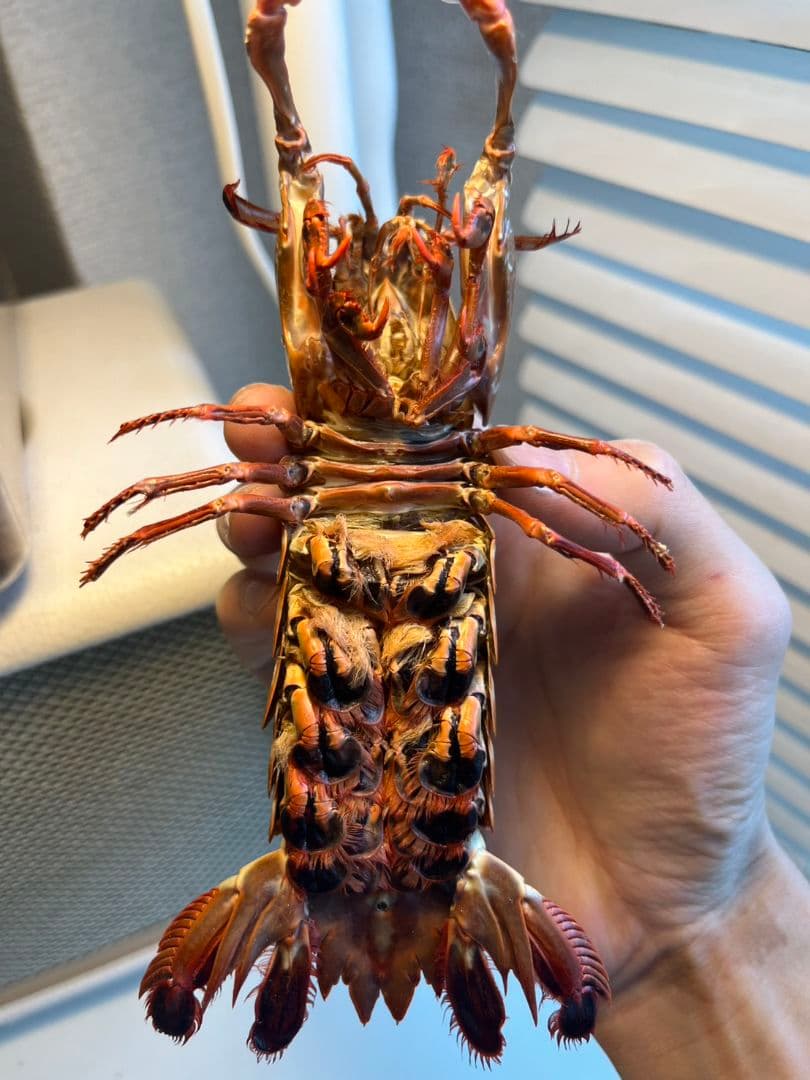 モンハナシャコ 蟹カニガニ甲殻類エビ蝦蛄タランチュラ標本