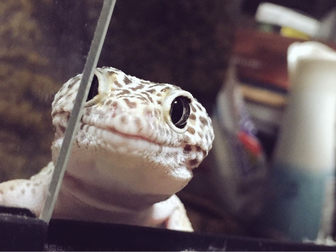 ネイルパーツオーダー参考画像