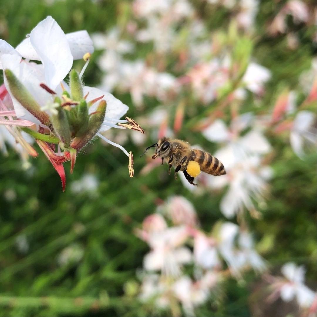 日本みつばちの搾り蜂蜜　970g x 2本 非加熱　無添加　フルーティー