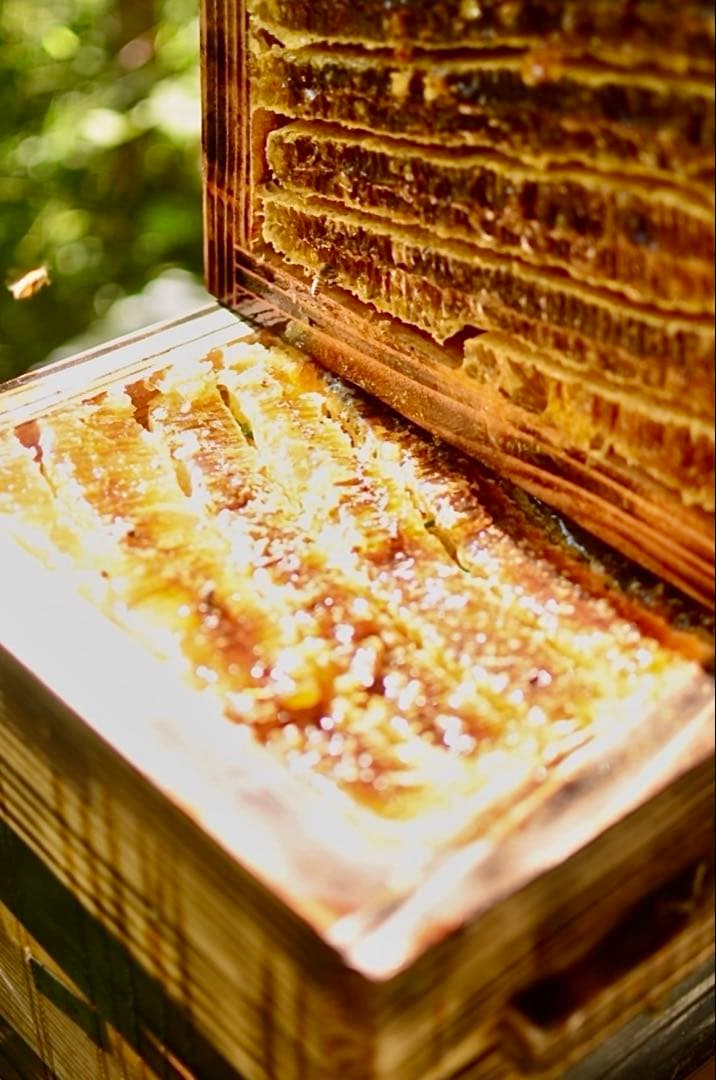 日本ミツバチのハチミツ　たれ蜜 ❣️送料込み‼️ ¥8,640