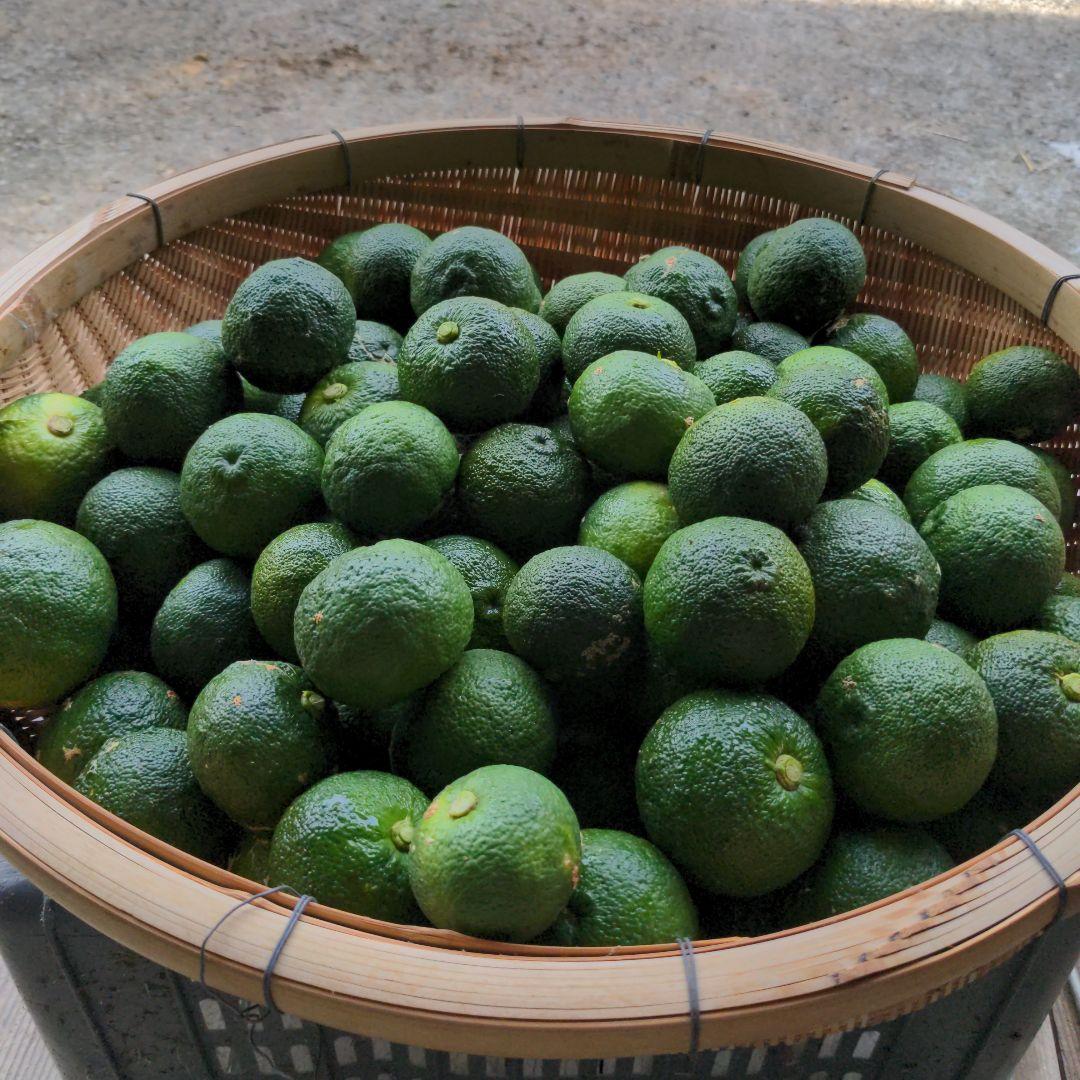 ゆず胡椒に！今だけ青柚子１５kg（愛媛県産）。うどん、そば、刺身、酒、焼酎に◎