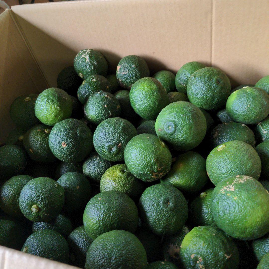 ゆず胡椒に！今だけ青柚子１５kg（愛媛県産）。うどん、そば、刺身、酒、焼酎に◎