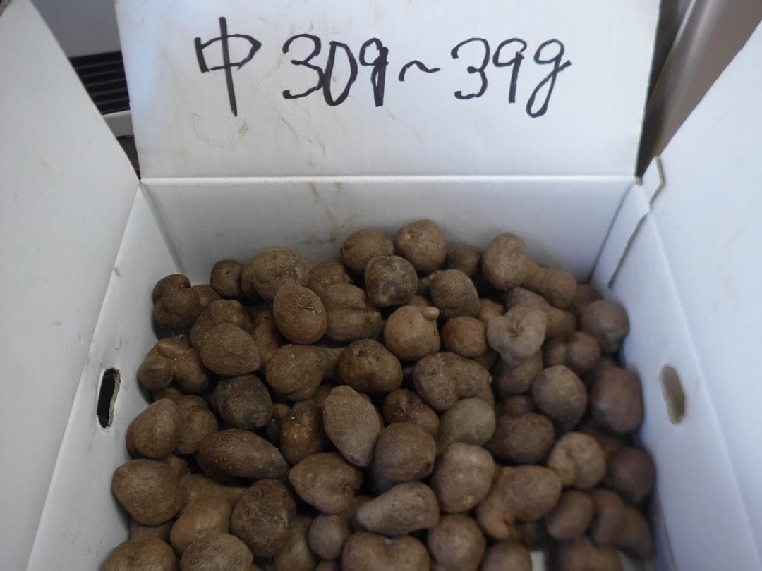 【専用出品】紫山芋のむかご20g～50g合計400個を特別販売!