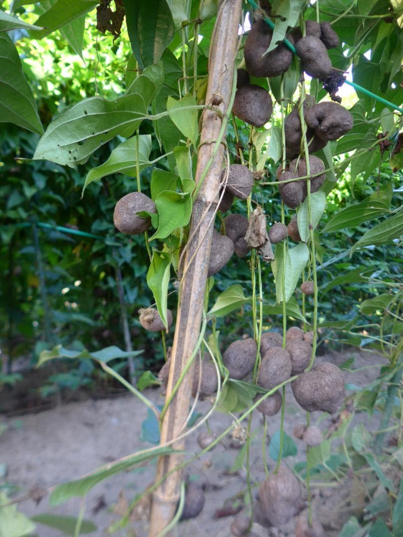 【専用出品】紫山芋のむかご20g～50g合計400個を特別販売!