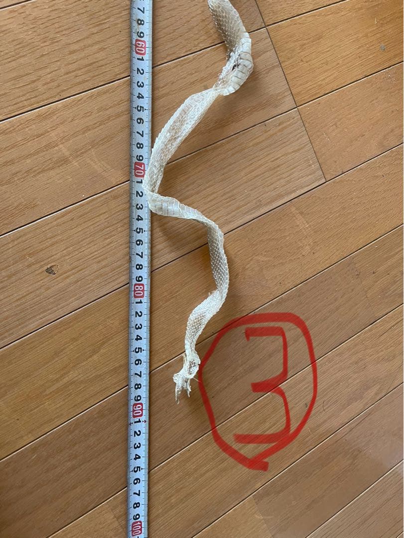 蛇　脱け殻約90cm