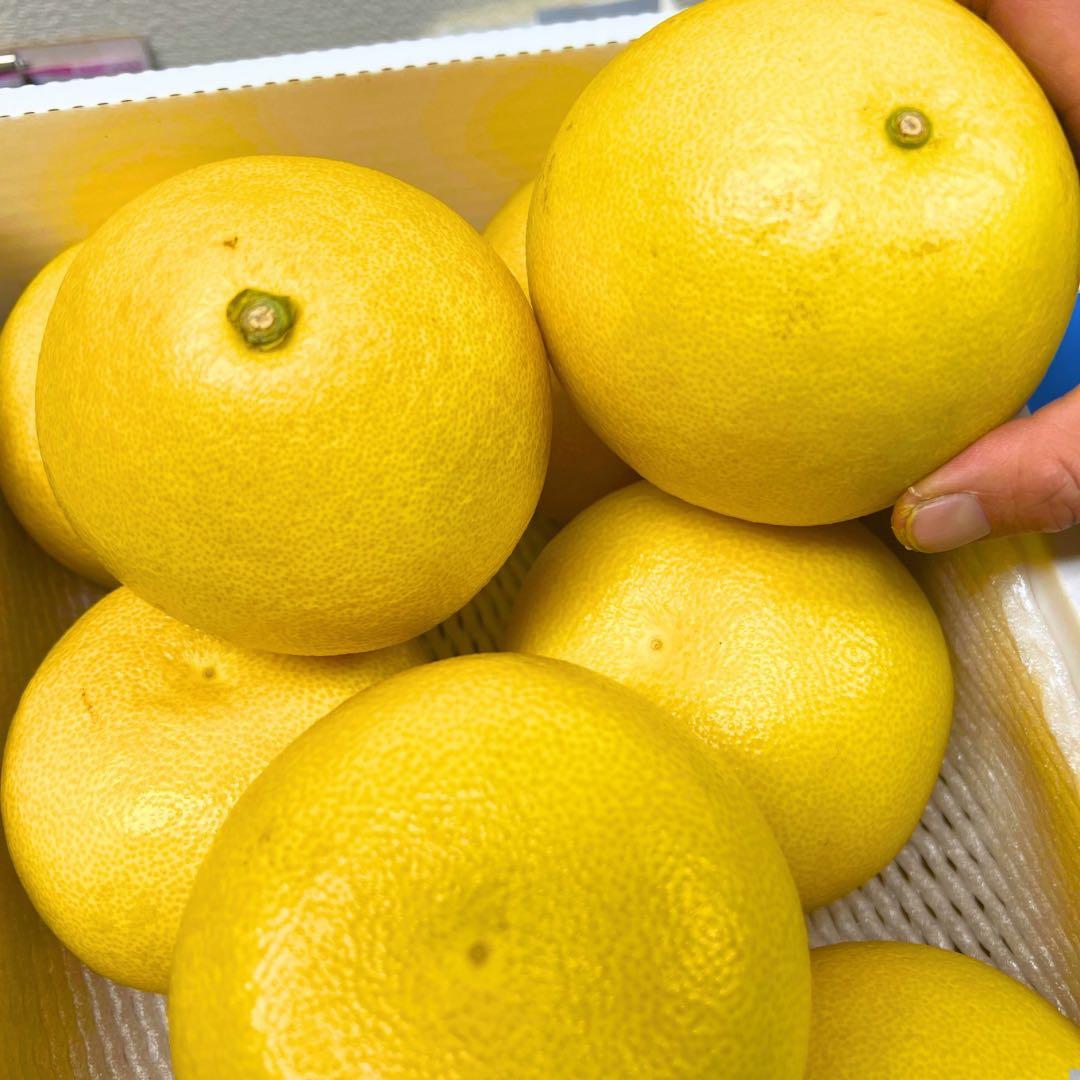 文旦　土佐文旦　ハウス栽培　　42