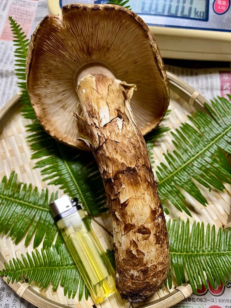 【大阪泉州産】天然松茸 採れたて傘厚軸太☆1本245g国産