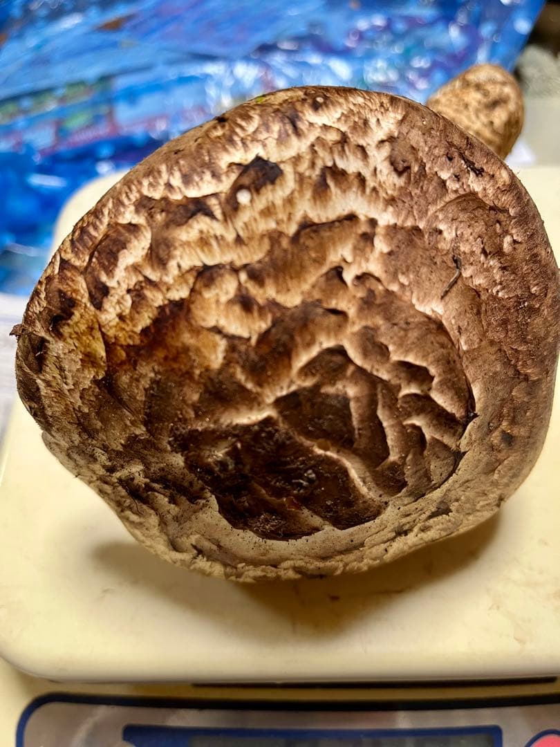 【大阪泉州産】天然松茸 採れたて傘厚軸太☆1本245g国産