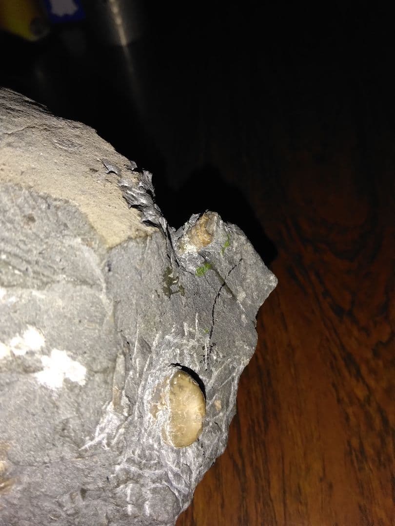 北海道幌加内産　超希少種 アンモナイト　モルトニセラス　化石　激レア