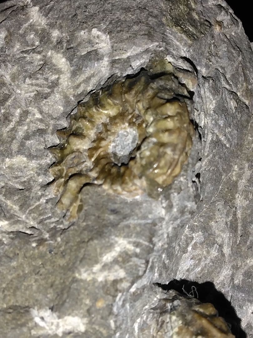 北海道幌加内産　超希少種 アンモナイト　モルトニセラス　化石　激レア