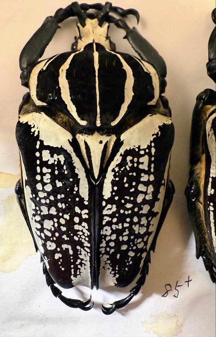 n*s様 昆虫標本　カメルーン　ゴライアスオオツノハナムグリ　2頭　M9,10