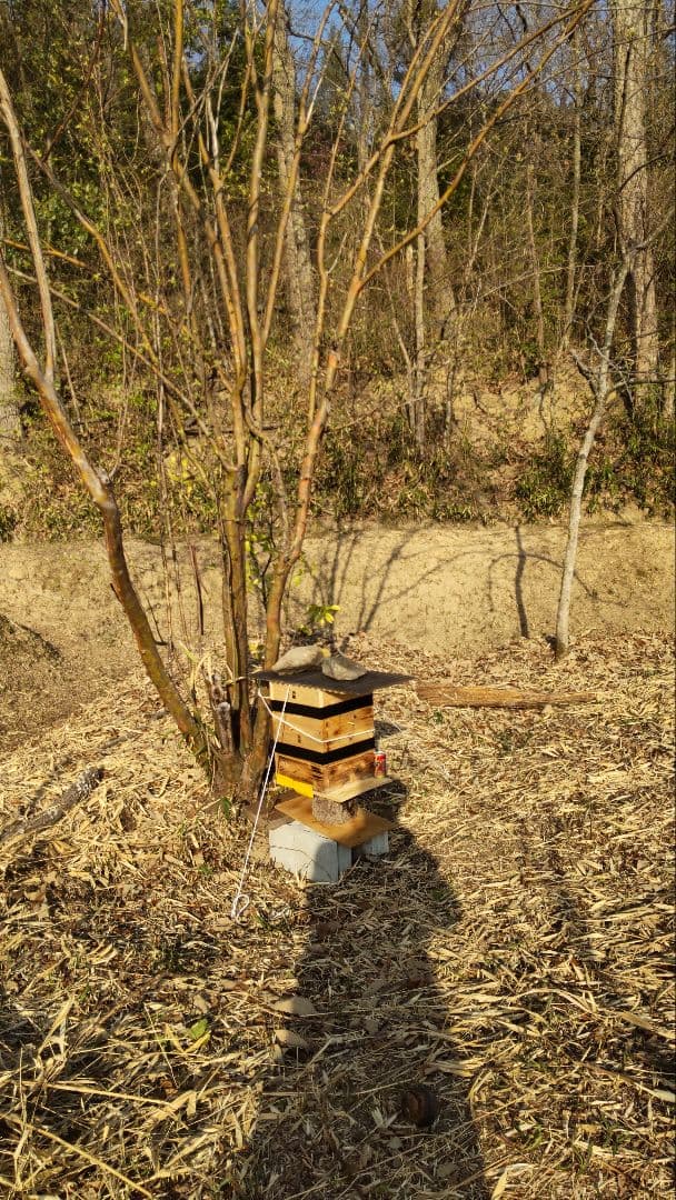 日本蜜蜂百花蜂蜜 天然非加熱無添加６００グラム２本