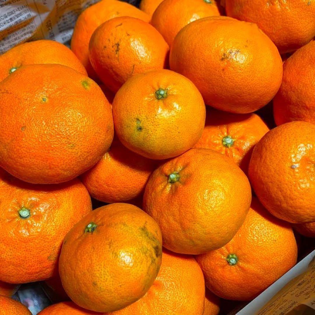 【甘平】約15kg 訳あり サイズ混合 かんぺい 柑橘 みかん 家庭用 農家直送