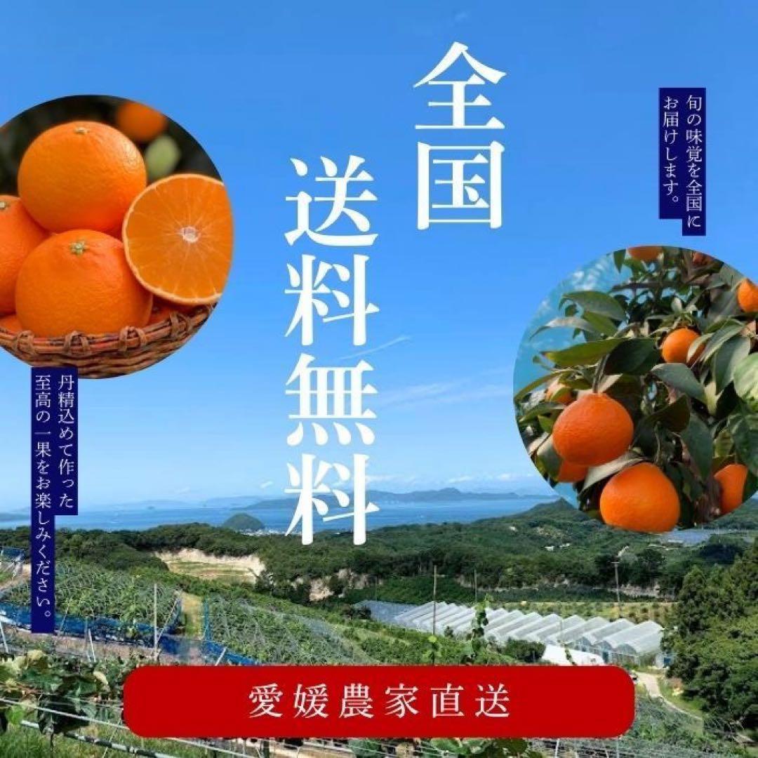 【甘平】約15kg 訳あり サイズ混合 かんぺい 柑橘 みかん 家庭用 農家直送