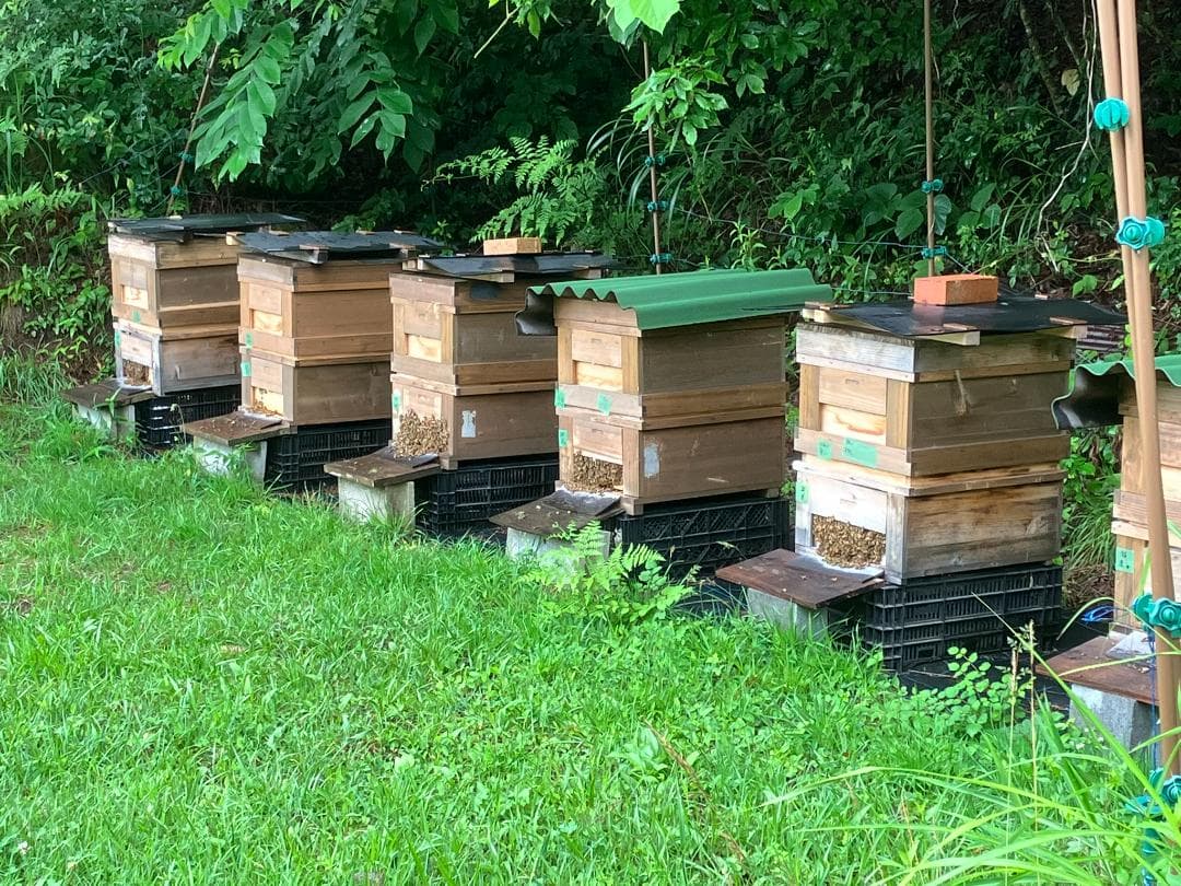 【再】百花 アカシア 1000g 各１本 長野県産 国産蜂蜜 生蜂蜜 西洋蜜蜂