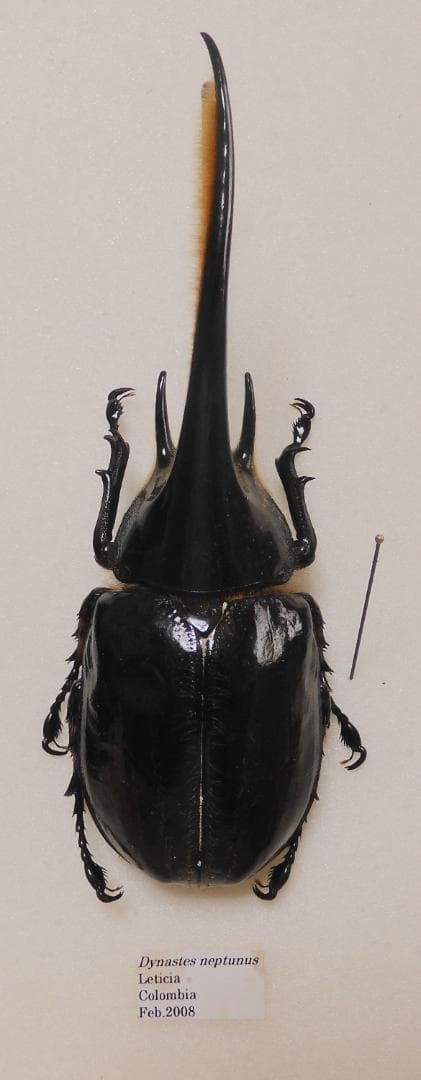 コロンビア産ネプチューンオオカブト  122mm