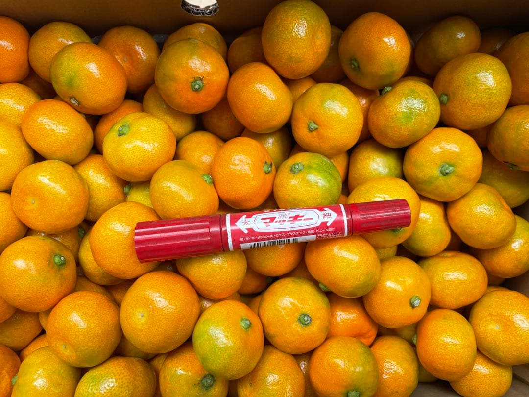 ⑴佐賀県唐津産ハウスみかん 10kg 約300玉