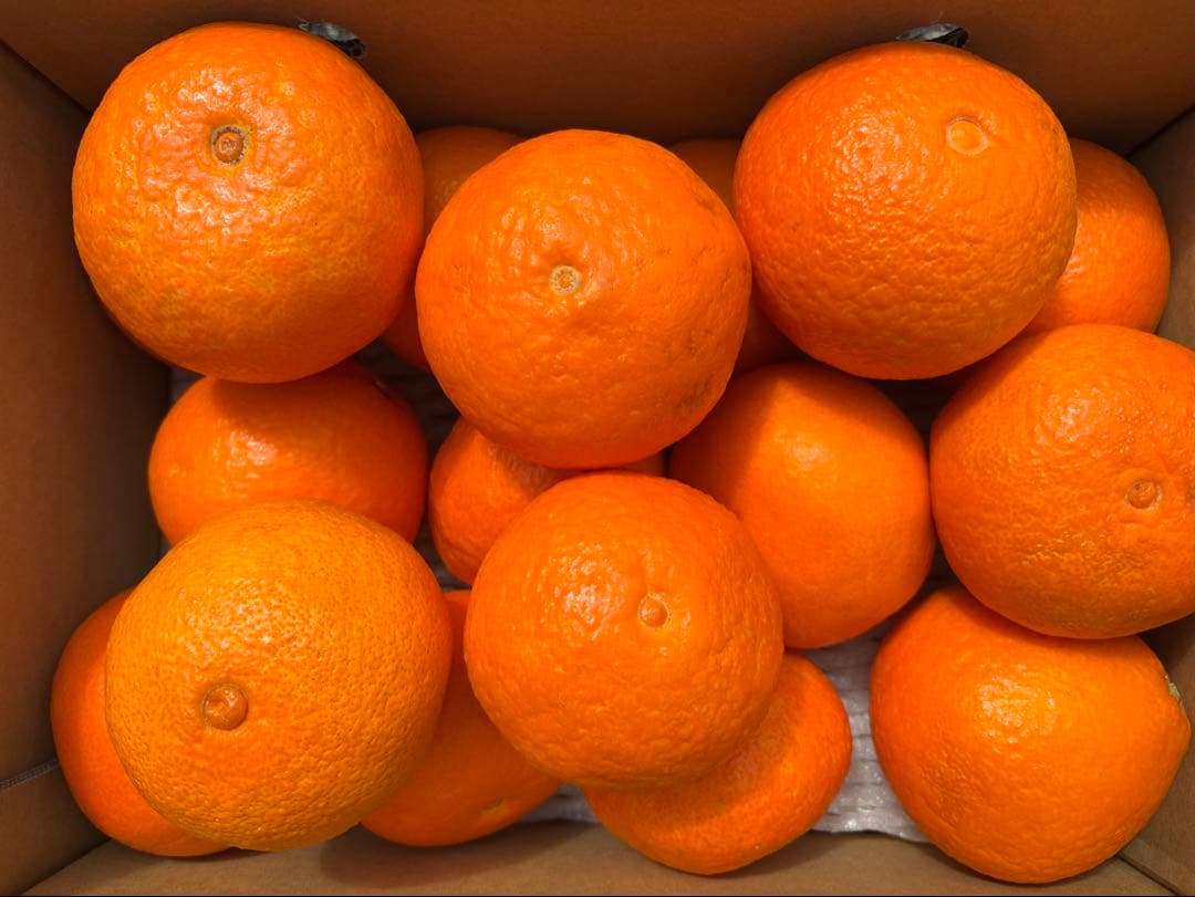 愛媛産大玉あいか